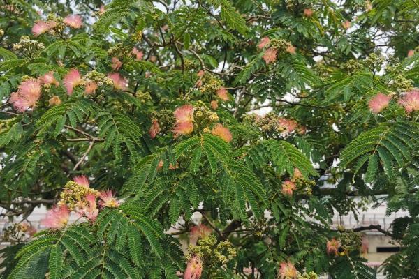 北方能不能种合欢树,耐寒性较强在北方也能露地过冬