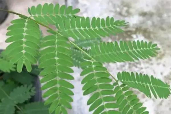 北方能不能种合欢树,耐寒性较强在北方也能露地过冬