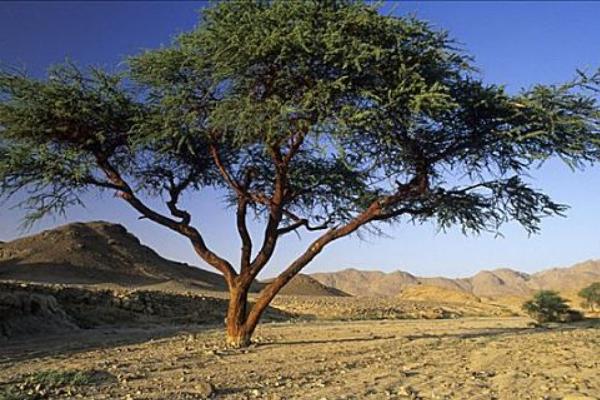 北方能不能种合欢树,耐寒性较强在北方也能露地过冬