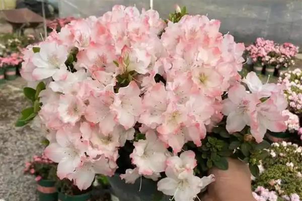 东洋杜鹃花怎么养殖，追施氮肥可加快生长速度