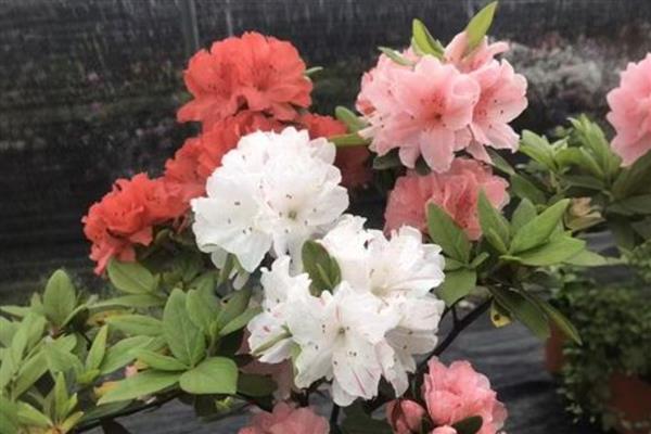 东洋杜鹃花怎么养殖，追施氮肥可加快生长速度