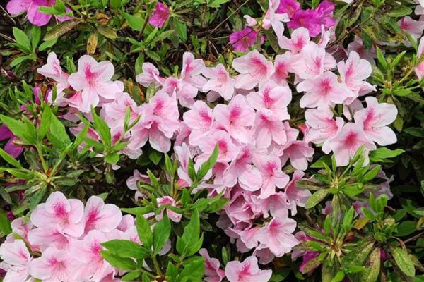 东洋杜鹃花怎么养殖，追施氮肥可加快生长速度