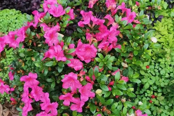 东洋杜鹃花怎么养殖，追施氮肥可加快生长速度