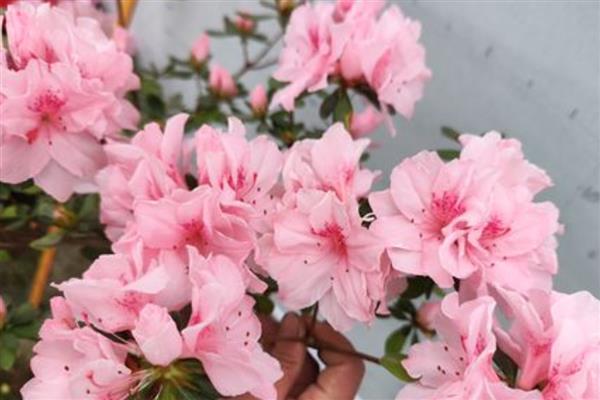 东洋杜鹃花怎么养殖，追施氮肥可加快生长速度