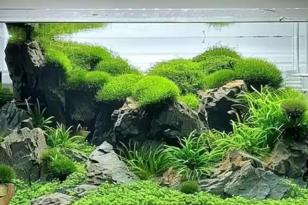 为什么草缸不能用种子，水草很难有种子