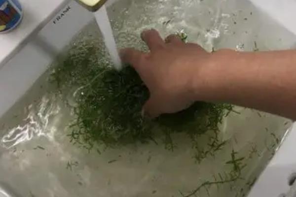 为什么草缸不能用种子，水草很难有种子