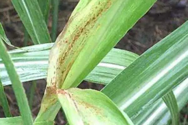 甘蔗怎么种植，对种茎消毒后再播种
