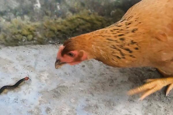 蜈蚣怕什么动物，蜈蚣怕公鸡、鸟类等