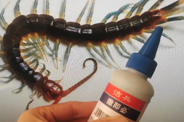 蜈蚣怕什么动物，蜈蚣怕公鸡、鸟类等