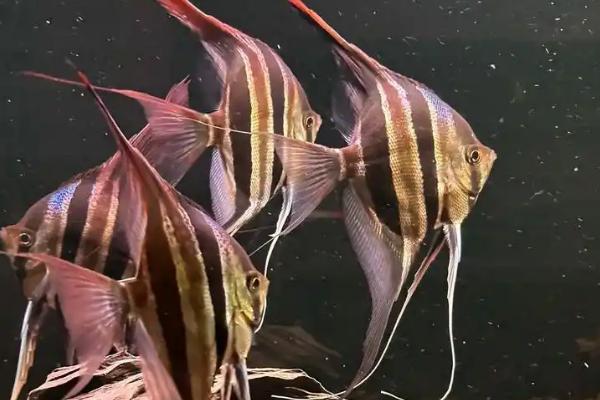 神仙鱼是不是热带鱼,是一种热带鱼