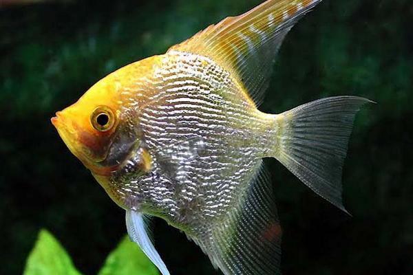 神仙鱼是不是热带鱼,是一种热带鱼