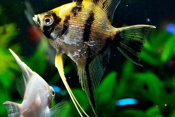 神仙鱼是不是热带鱼,是一种热带鱼