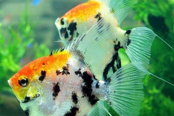 神仙鱼是不是热带鱼,是一种热带鱼