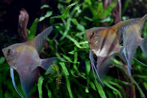 神仙鱼是不是热带鱼,是一种热带鱼