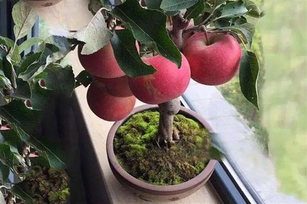 盆栽苹果树的养殖方法，开花期和结果期每个月追肥1-2次