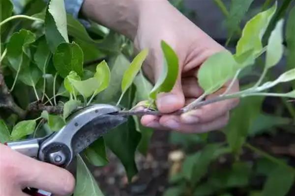 盆栽苹果树的养殖方法，开花期和结果期每个月追肥1-2次