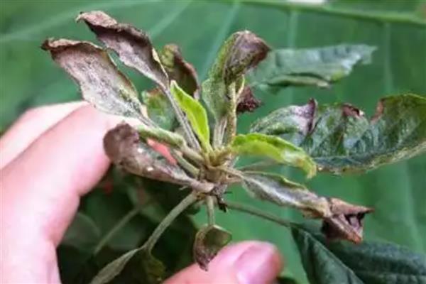 盆栽苹果树的养殖方法，开花期和结果期每个月追肥1-2次