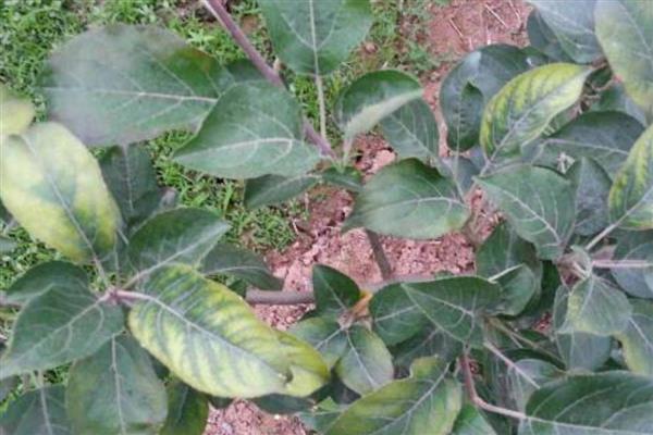 盆栽苹果树的养殖方法，开花期和结果期每个月追肥1-2次