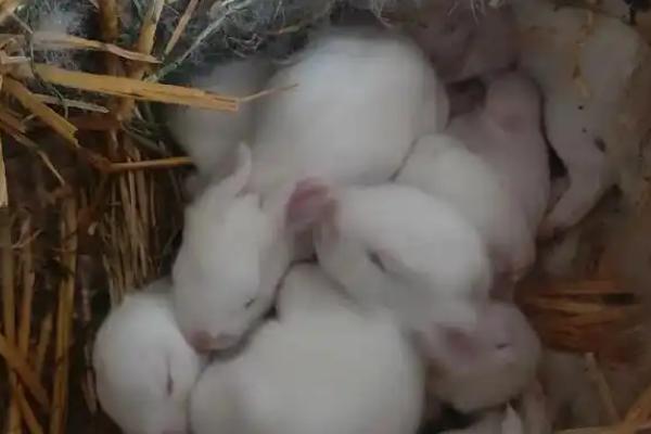 野兔子能家养吗，不可在家里养殖野兔