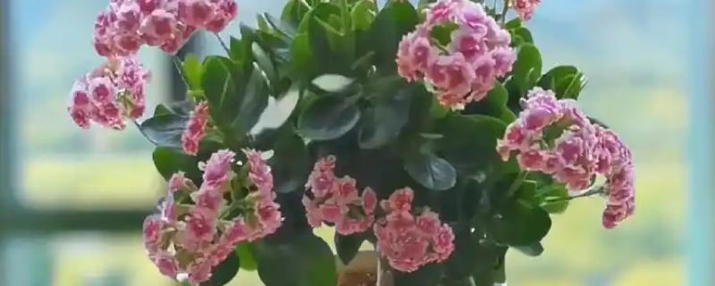怎么给长寿花晒太阳，夏天要移至半阴处