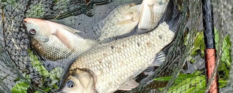 鲫鱼的品种，常见的有高背鲫鱼、彭泽鲫等