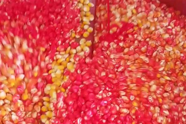 怎么防治玉米灰飞虱，用噻虫嗪等药物拌种可防治苗期虫害