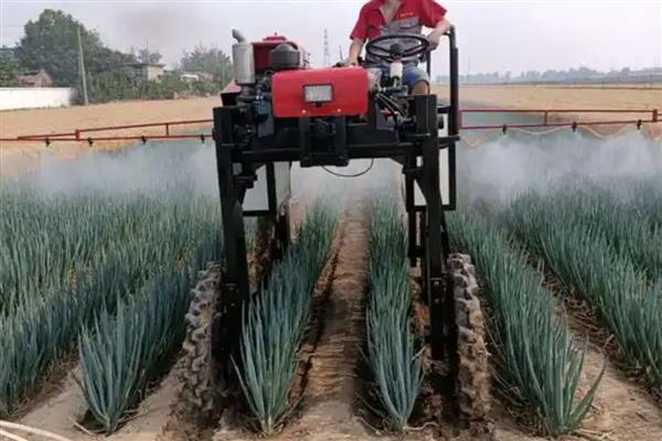 葱的种植技术及管理方法，喜欢在湿润的环境中生长