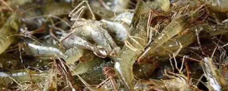 怎么养殖河虾，按照少量多次的方式投喂饲料