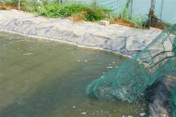 怎么养殖河虾，按照少量多次的方式投喂饲料
