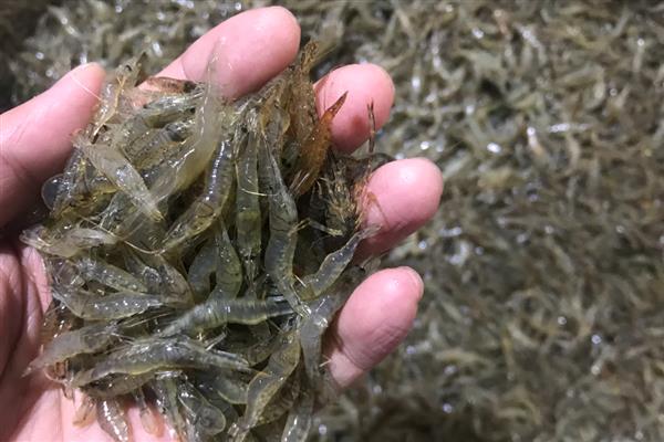 怎么养殖河虾，按照少量多次的方式投喂饲料