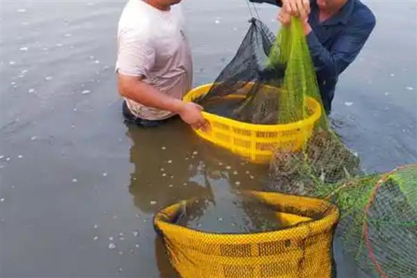 怎么养殖河虾，按照少量多次的方式投喂饲料