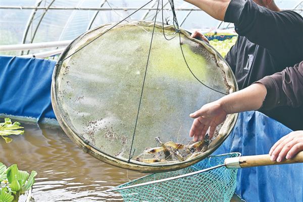怎么养殖河虾，按照少量多次的方式投喂饲料