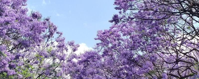蓝花楹的修剪方法，生长期要剪除内膛枝和密集枝