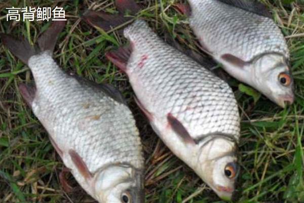 鲫鱼的品种,常见的有高背鲫鱼、彭泽鲫等