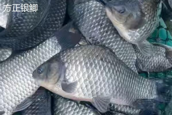 鲫鱼的品种,常见的有高背鲫鱼、彭泽鲫等