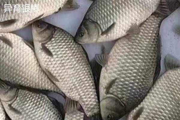 鲫鱼的品种,常见的有高背鲫鱼、彭泽鲫等