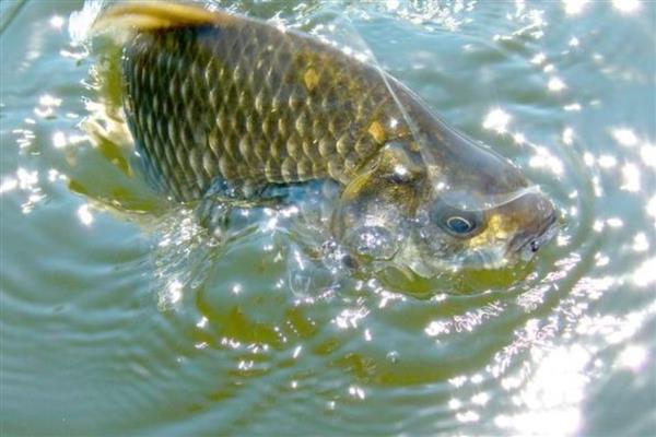 鲫鱼的品种,常见的有高背鲫鱼、彭泽鲫等