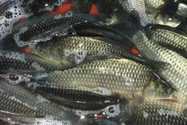 鲫鱼的品种,常见的有高背鲫鱼、彭泽鲫等