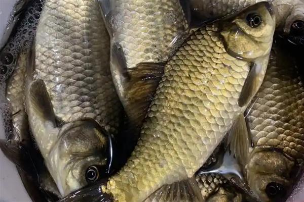 鲫鱼的品种,常见的有高背鲫鱼、彭泽鲫等