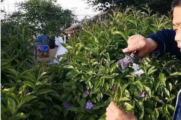 鸳鸯茉莉的扦插方法，用高锰酸钾浸泡消毒后再插入土壤中
