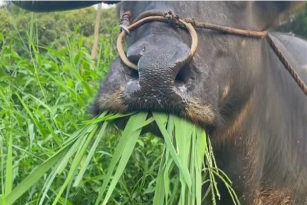 牛没有上牙如何咀嚼食物，没有上门牙但可用上大牙咀嚼草料