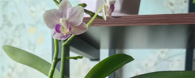 蝴蝶兰有花剑多久能开花，大约3个月左右即可