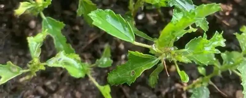 木槿花怎么扦插，深度要达到5厘米