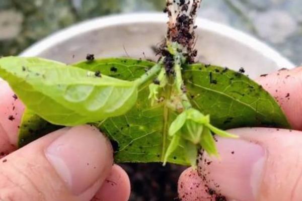 木槿花怎么扦插，深度要达到5厘米