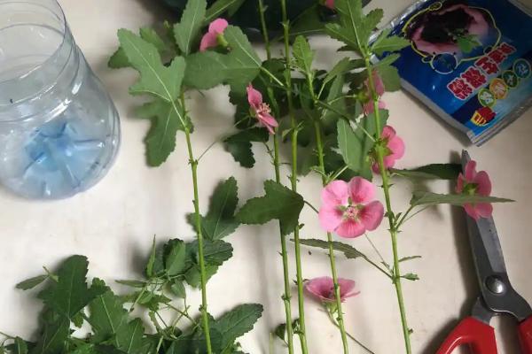 木槿花怎么扦插，深度要达到5厘米