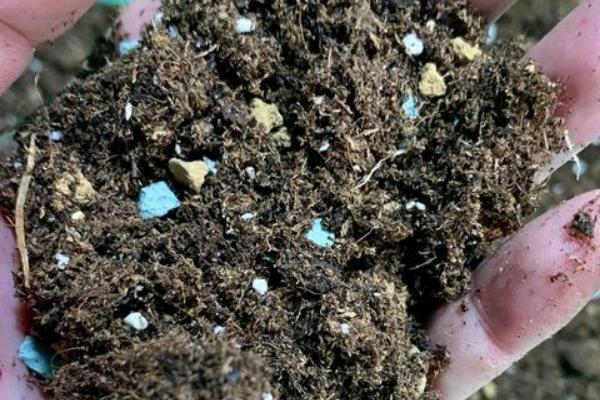 木槿花怎么扦插，深度要达到5厘米