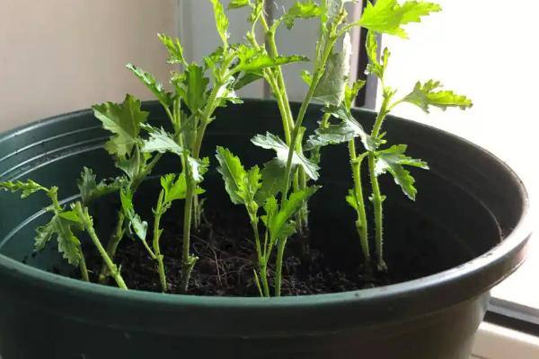 木槿花怎么扦插，深度要达到5厘米