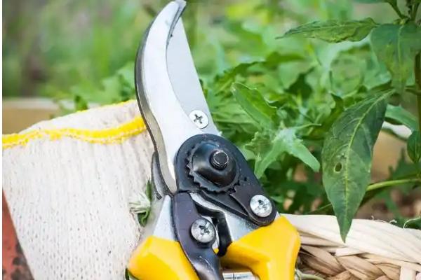 木槿花怎么扦插，深度要达到5厘米