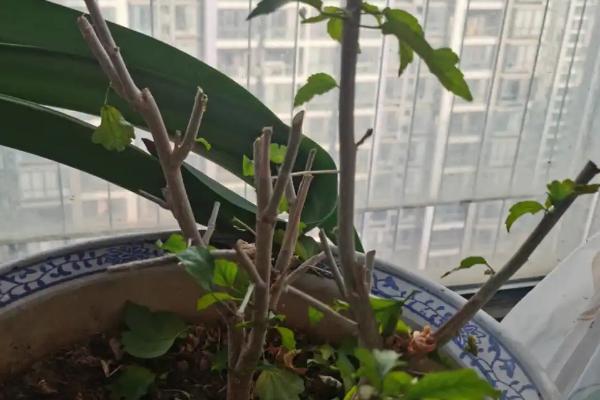 木槿花怎么扦插，深度要达到5厘米