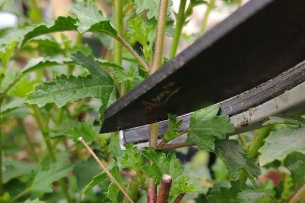 木槿花怎么扦插，深度要达到5厘米